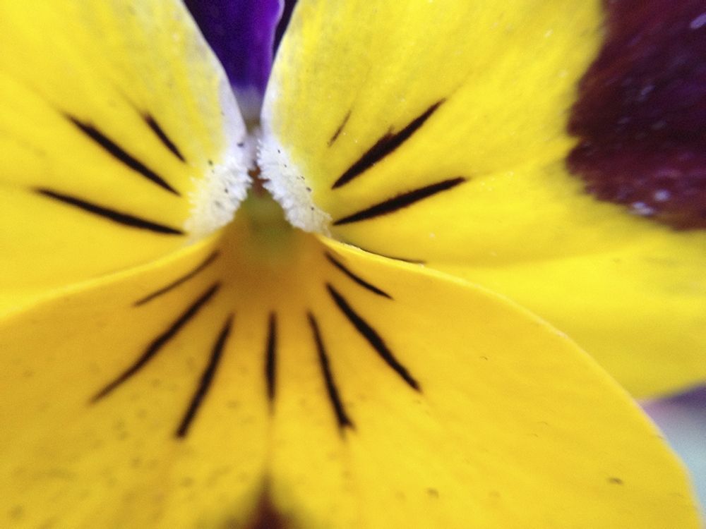 Yellow Flower I art print by Grayscale for $57.95 CAD