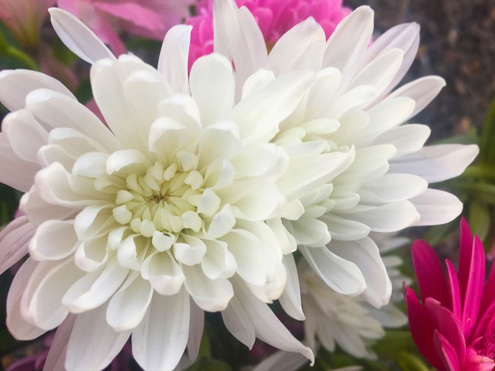 White Flowers I art print by Grayscale for $57.95 CAD