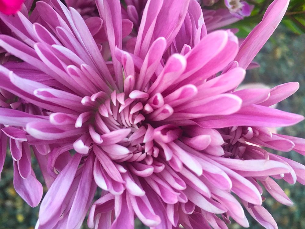 Pink Flowers I art print by Grayscale for $57.95 CAD