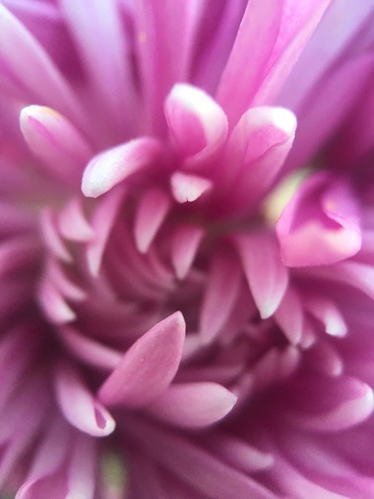 Pink Flower I art print by Grayscale for $57.95 CAD