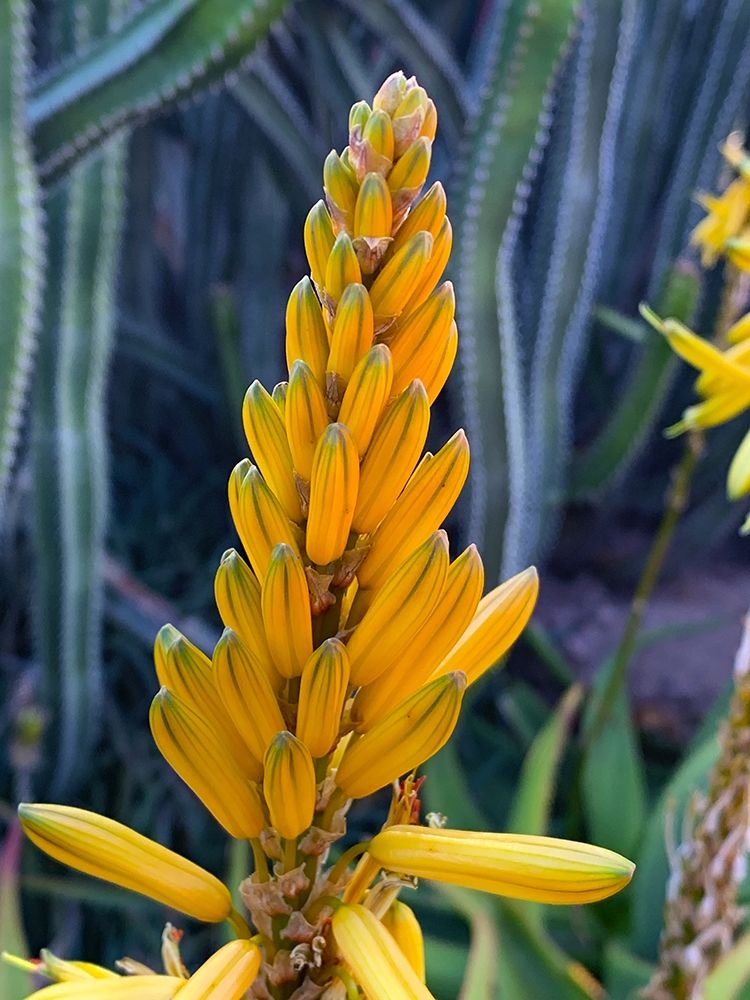 Aloe Blooms II art print by Grayscale for $57.95 CAD