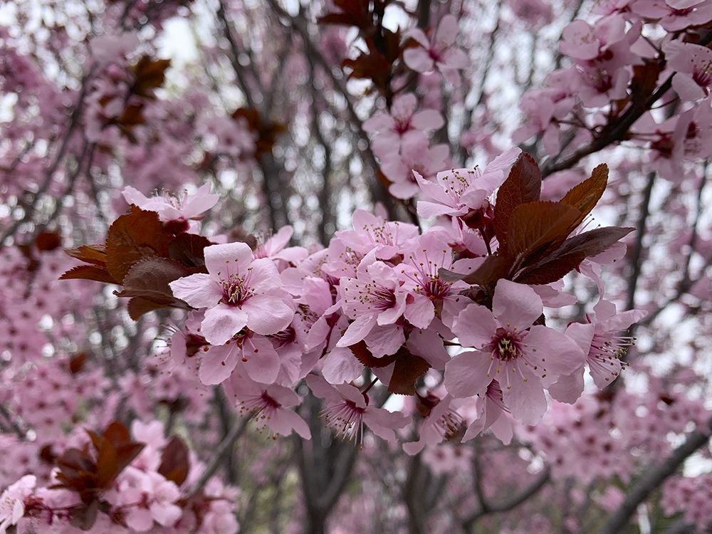 Cherry Blossoms I art print by Grayscale for $57.95 CAD