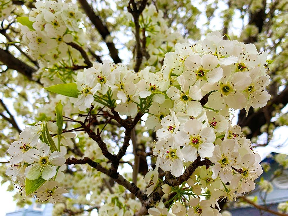 Pear Blossoms I art print by Grayscale for $57.95 CAD