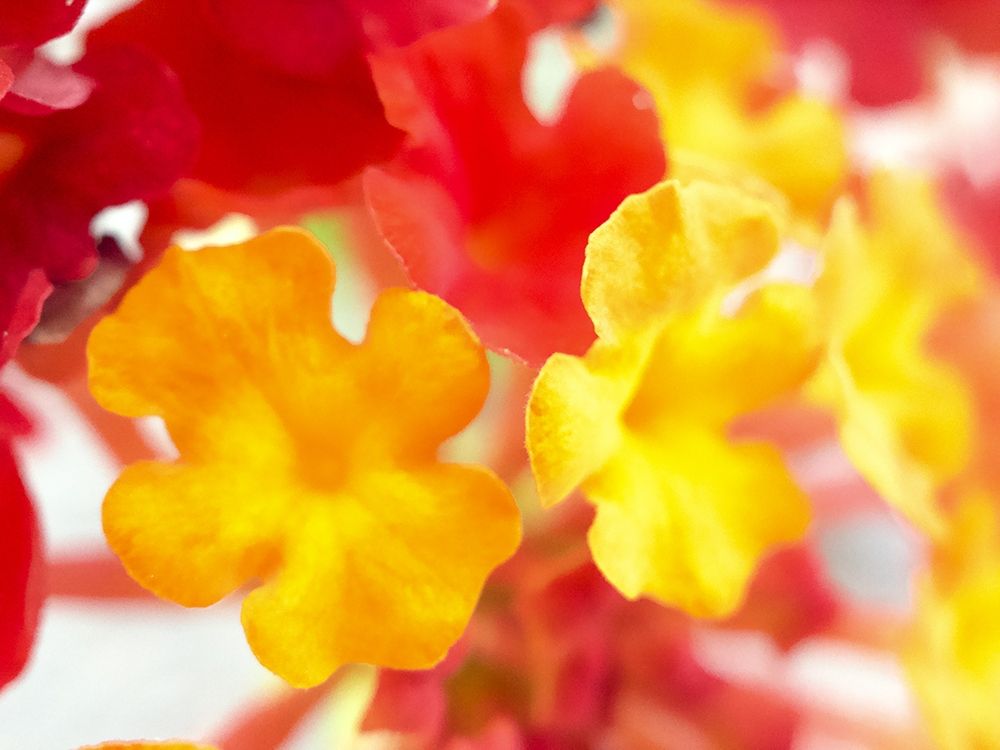 Lantana VI art print by Grayscale for $57.95 CAD