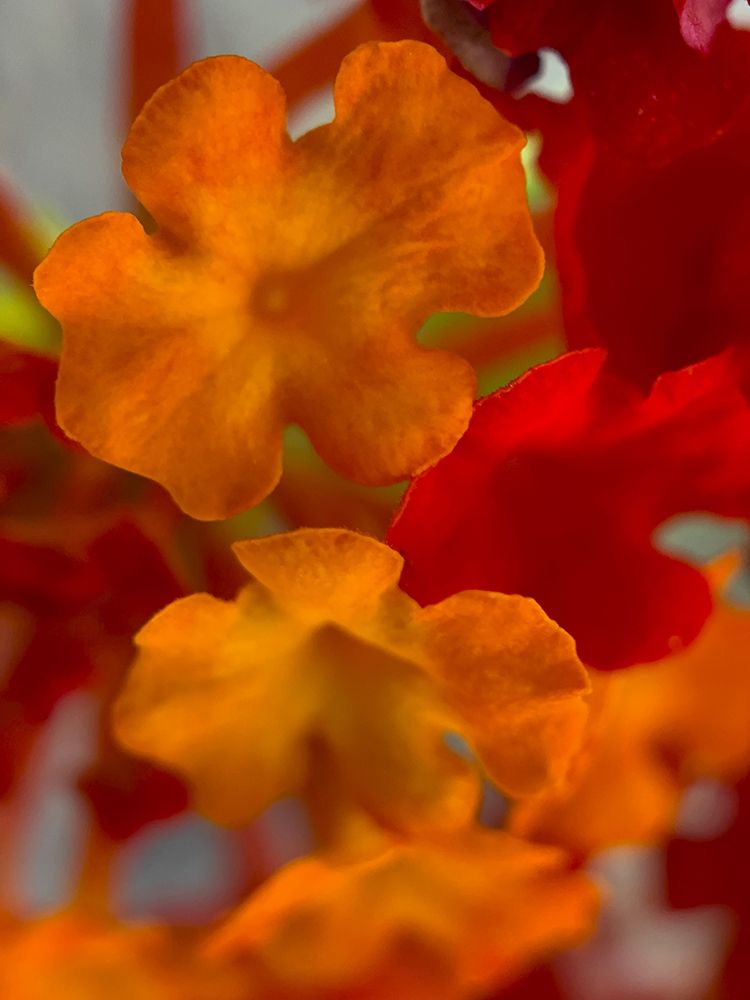 Lantana VII art print by Grayscale for $57.95 CAD