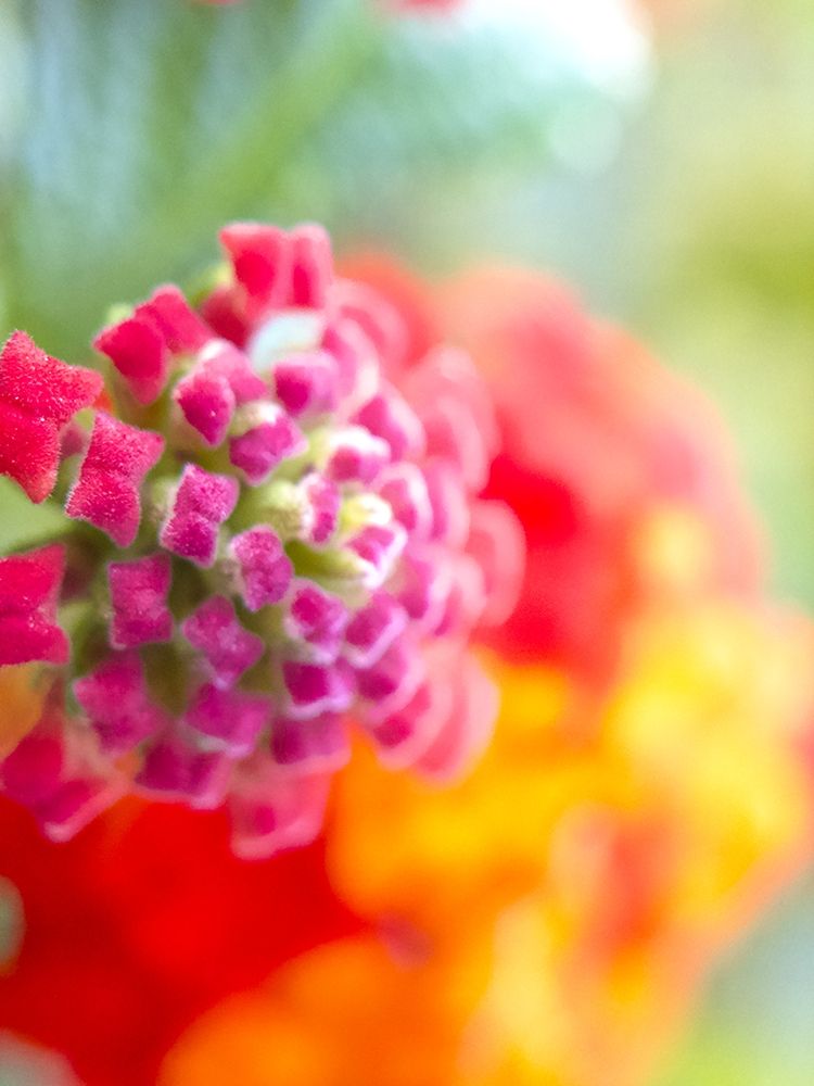 Lantana VIII art print by Grayscale for $57.95 CAD