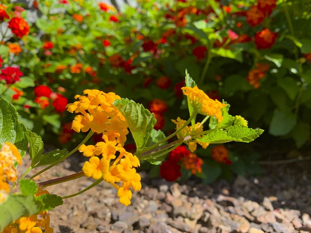 Lantana IX art print by Grayscale for $57.95 CAD