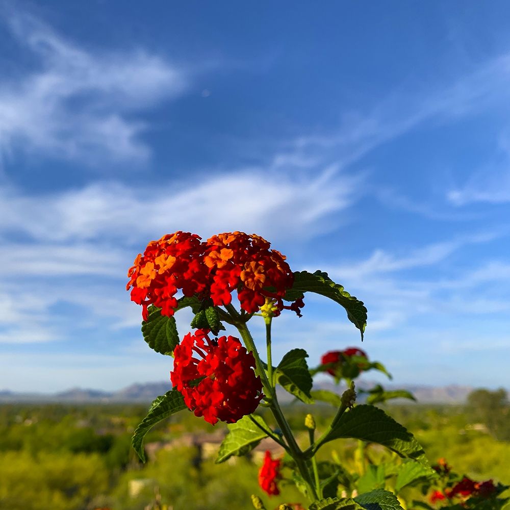Lantana X art print by Grayscale for $57.95 CAD