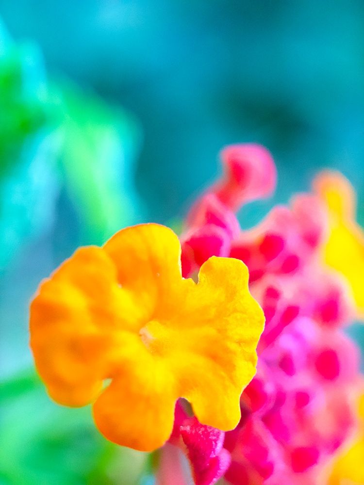 Lantana XI art print by Grayscale for $57.95 CAD