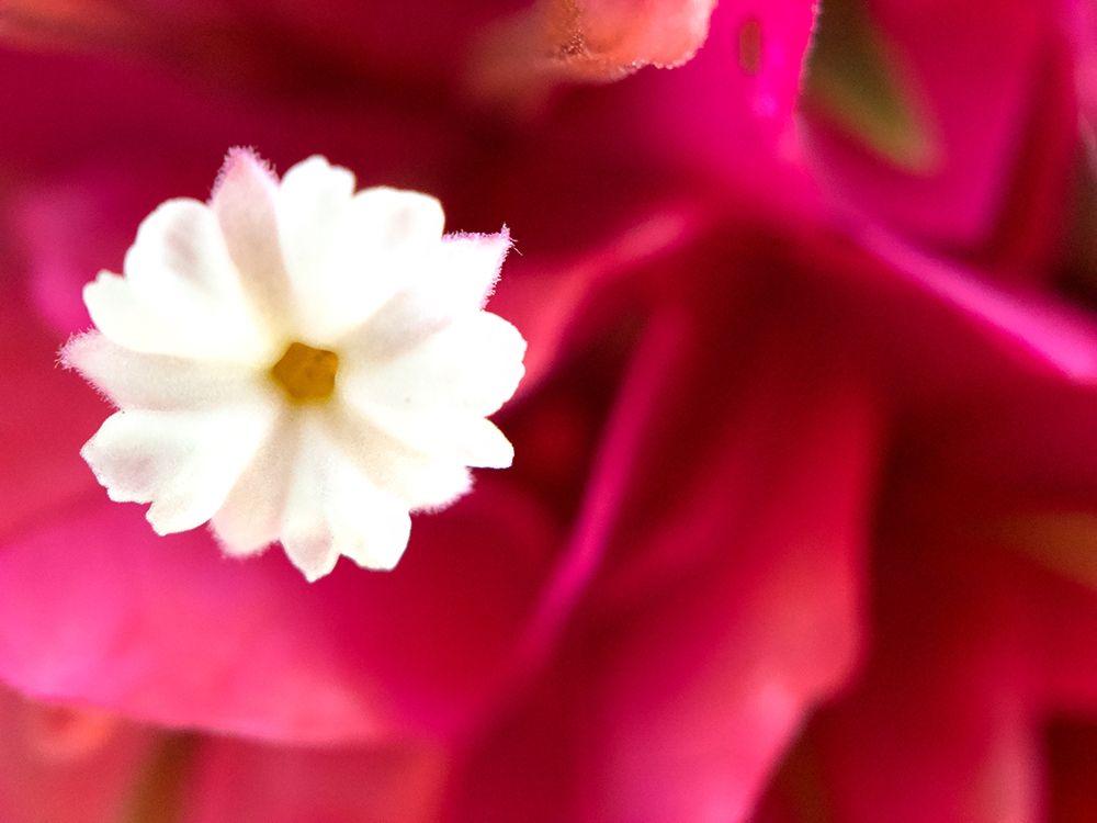 Bougainvillea I art print by Grayscale for $57.95 CAD