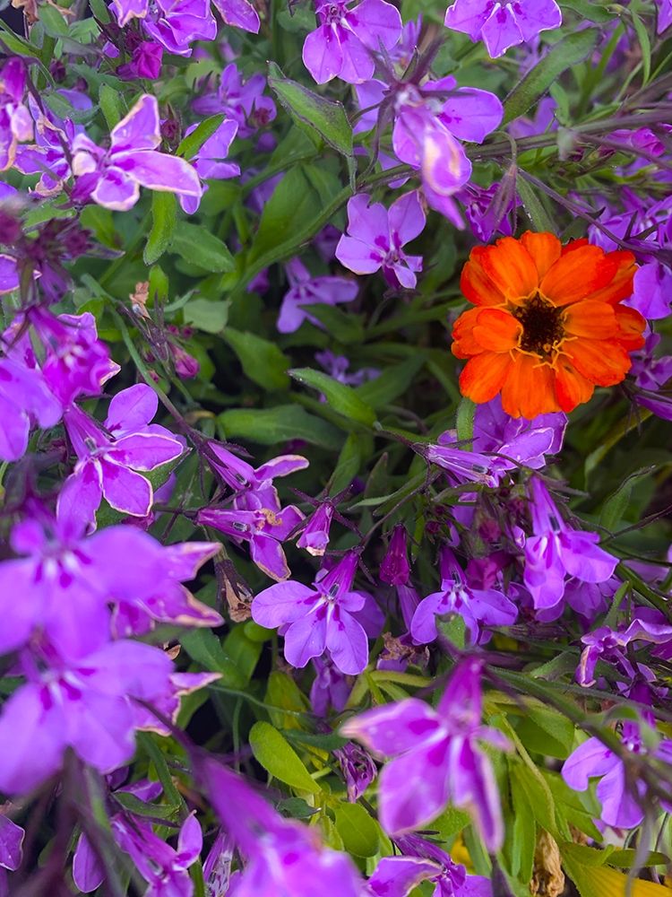 Flower Spot I art print by Grayscale for $57.95 CAD