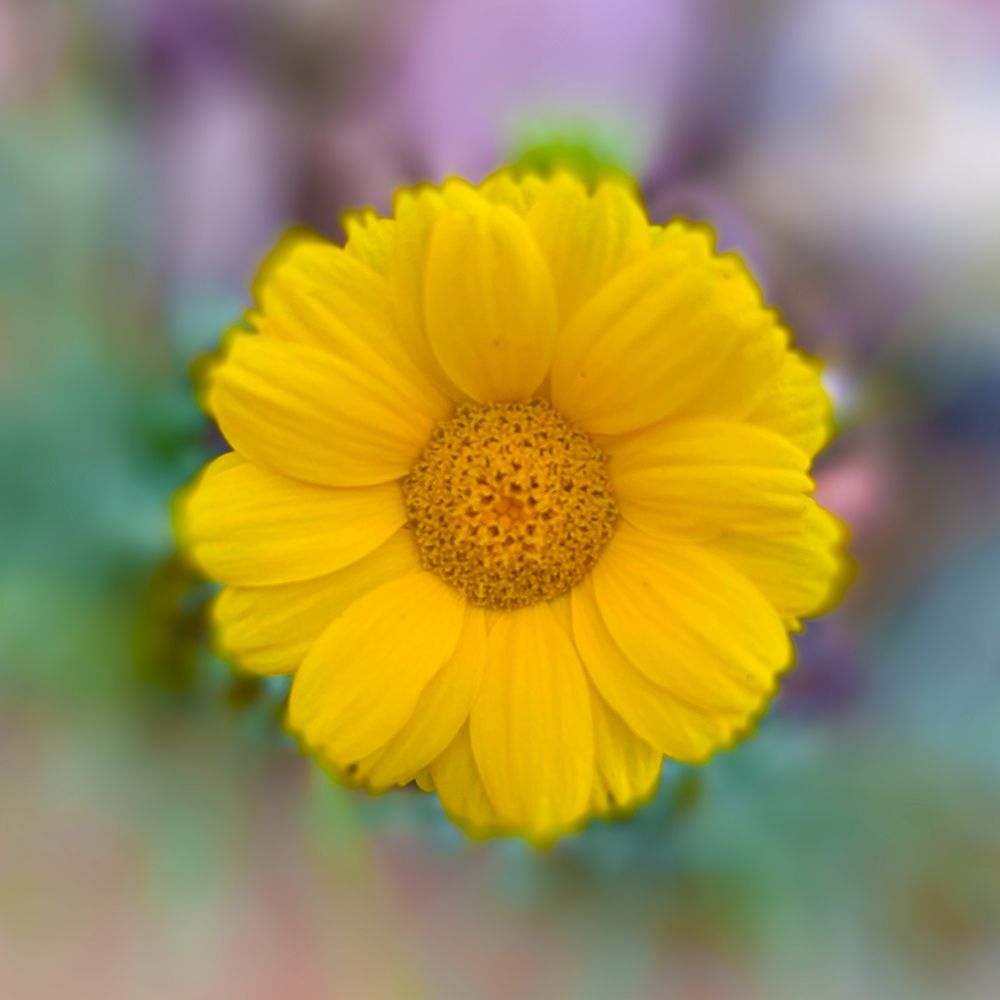 Baby Sunflower art print by Grayscale for $57.95 CAD