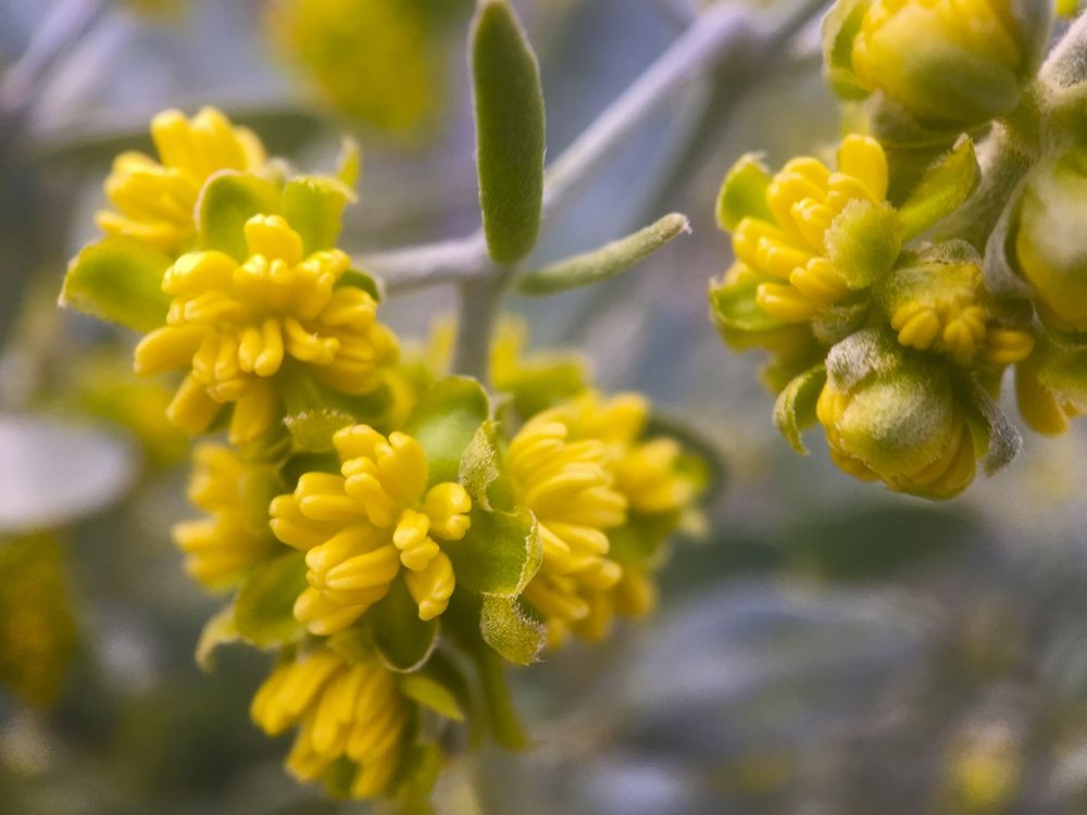 Yellow Buds I art print by Grayscale for $57.95 CAD