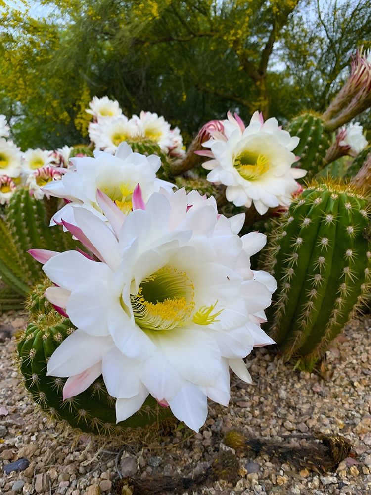 Cactus Flower IV art print by Grayscale for $57.95 CAD