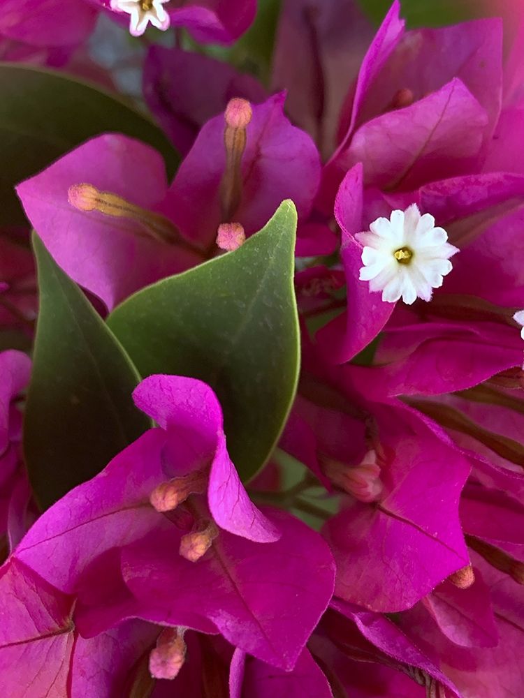 Bougainvillea II art print by Grayscale for $57.95 CAD