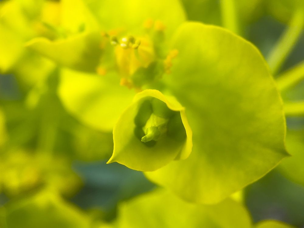 Green Flower II art print by Grayscale for $57.95 CAD