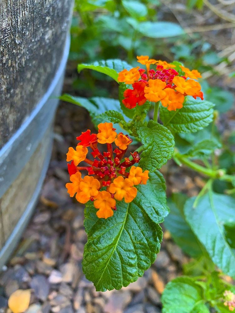 Lantana XII art print by Grayscale for $57.95 CAD
