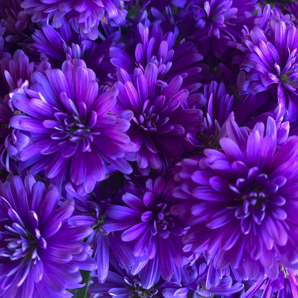 Purple Bloom III art print by Grayscale for $57.95 CAD