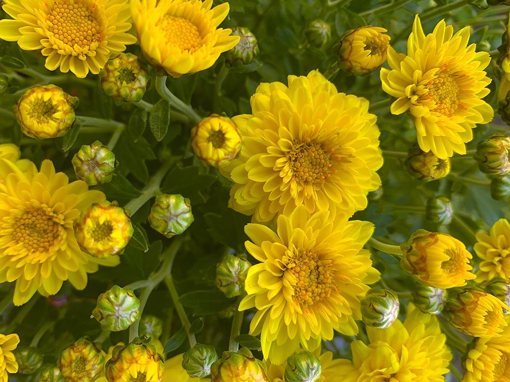 Yellow Blooms VII art print by Grayscale for $57.95 CAD
