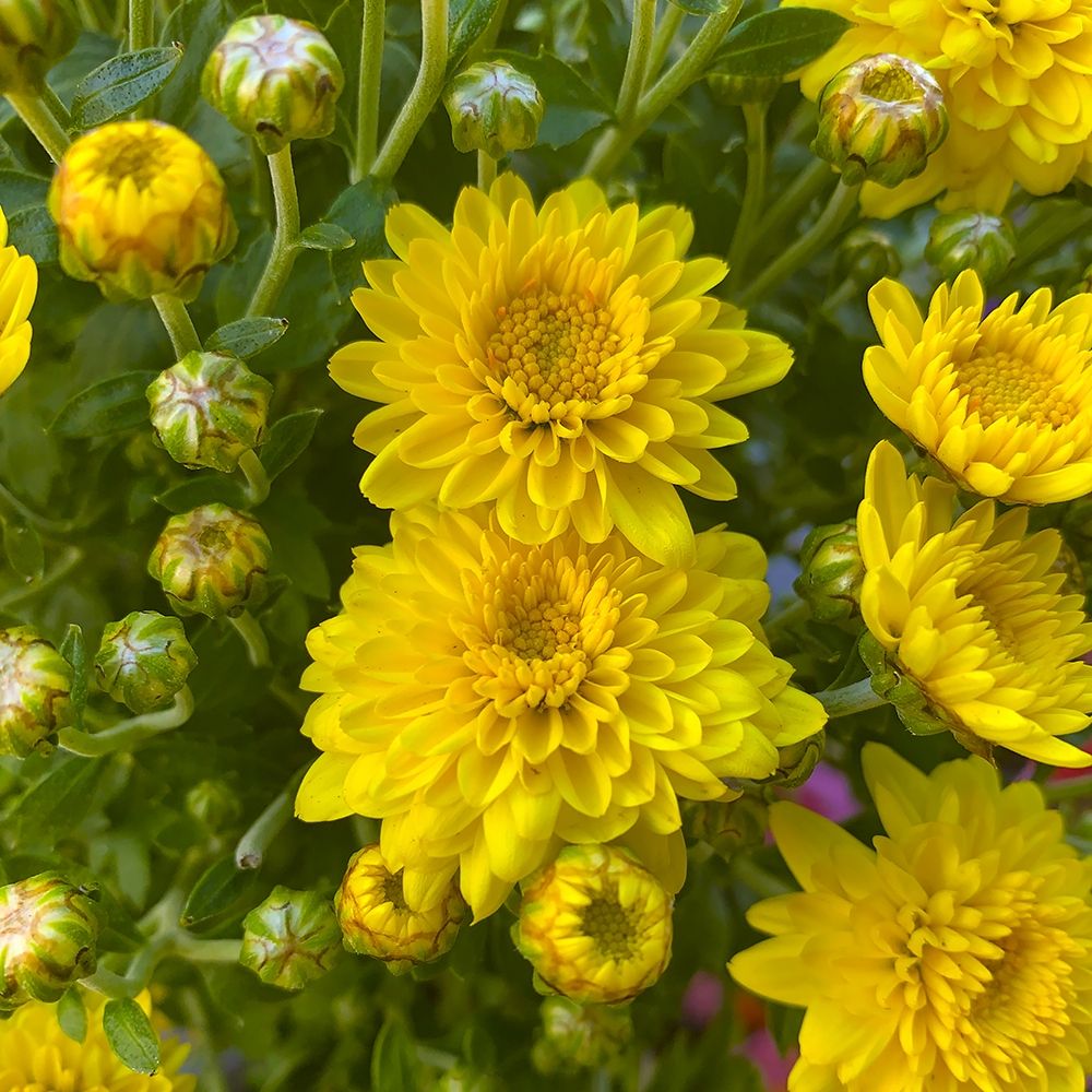 Yellow Blooms VIII art print by Grayscale for $57.95 CAD