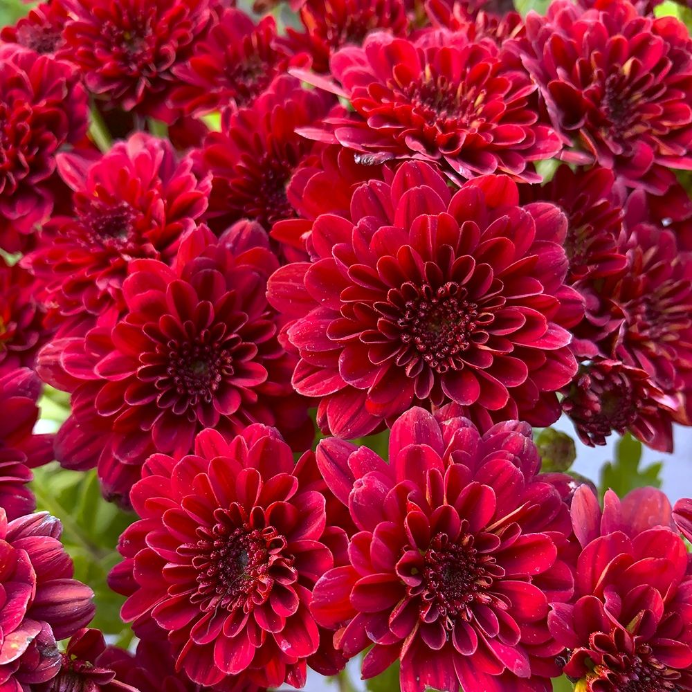 Red Blooms I art print by Grayscale for $57.95 CAD