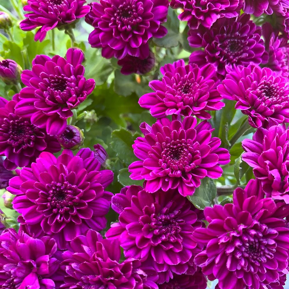Purple Bloom IV art print by Grayscale for $57.95 CAD
