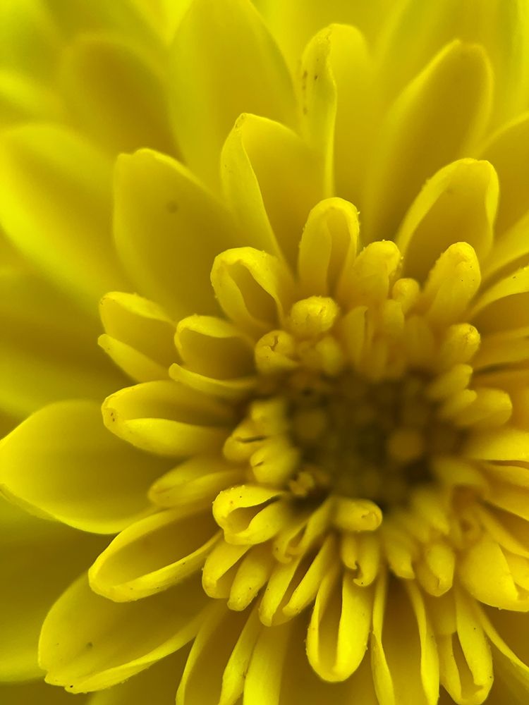 Yellow Blooms IX art print by Grayscale for $57.95 CAD