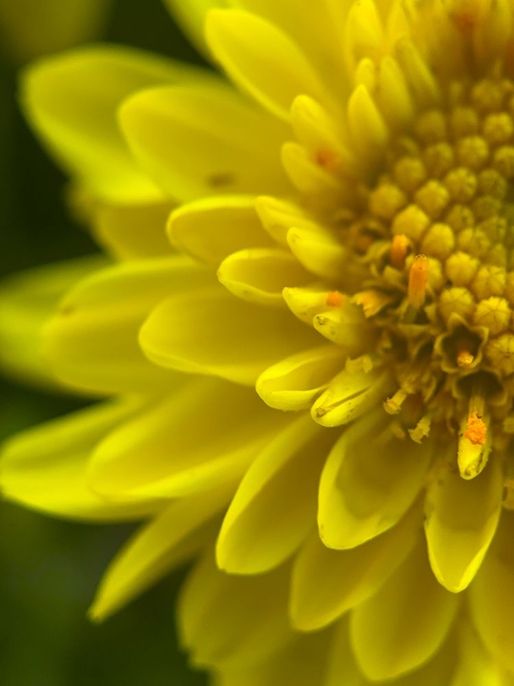 Yellow Blooms X art print by Grayscale for $57.95 CAD