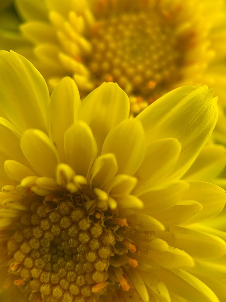 Yellow Blooms XI art print by Grayscale for $57.95 CAD
