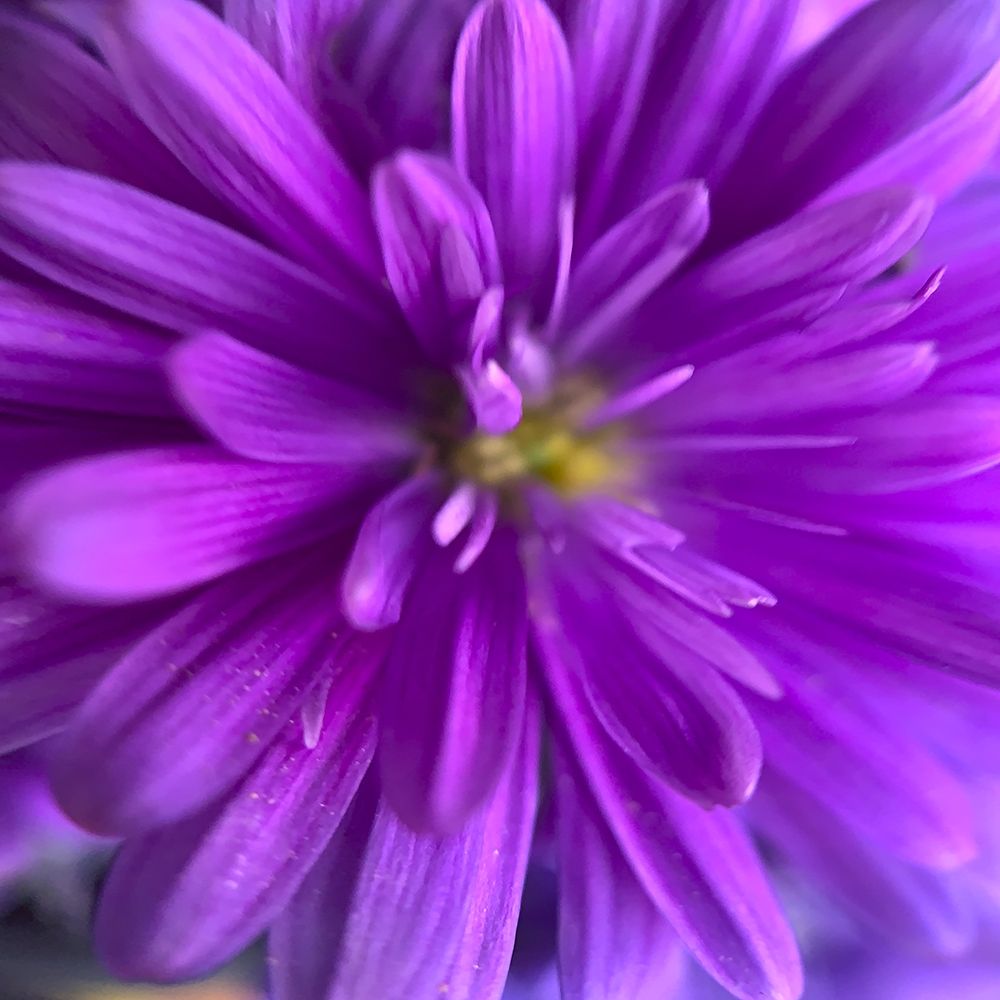 Purple Bloom V art print by Grayscale for $57.95 CAD