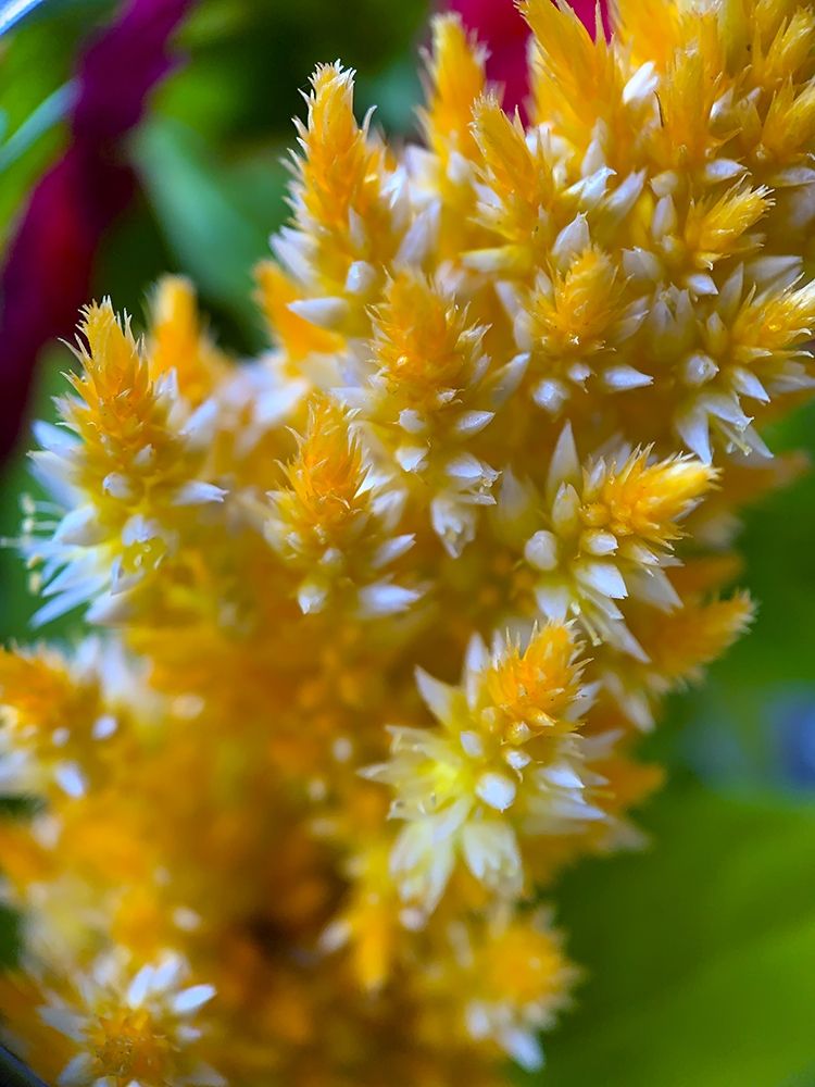 Furry Blooms I art print by Grayscale for $57.95 CAD