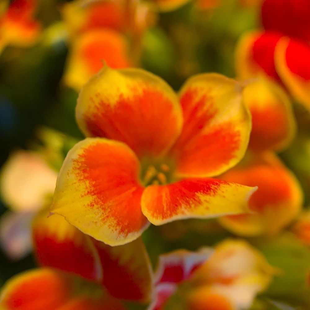 Orange Blooms II art print by Grayscale for $57.95 CAD
