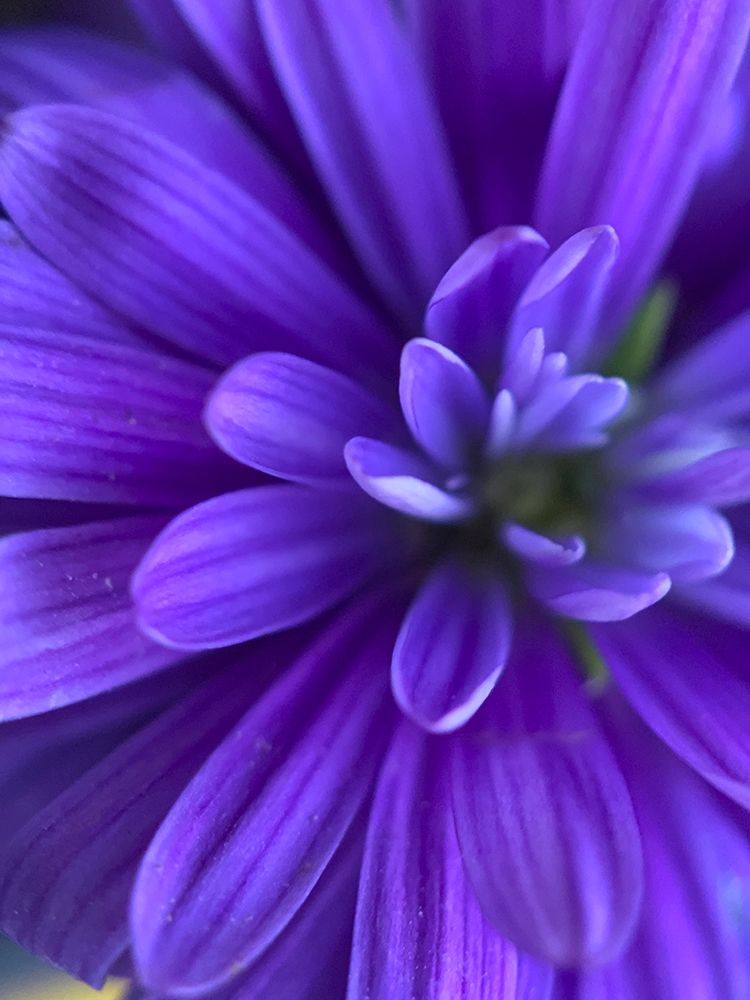 Purple Bloom VI art print by Grayscale for $57.95 CAD