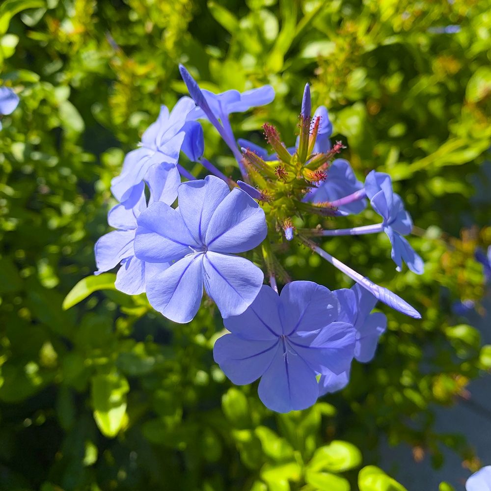 Blue Blooms I art print by Grayscale for $57.95 CAD