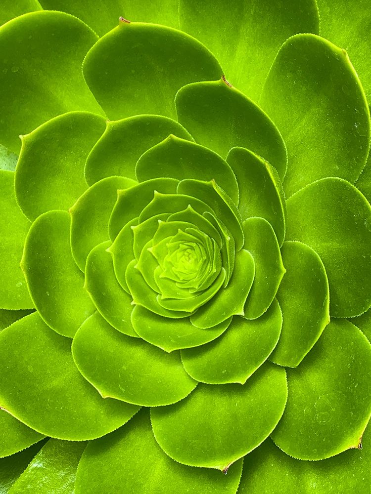 Green Bloom I art print by Grayscale for $57.95 CAD
