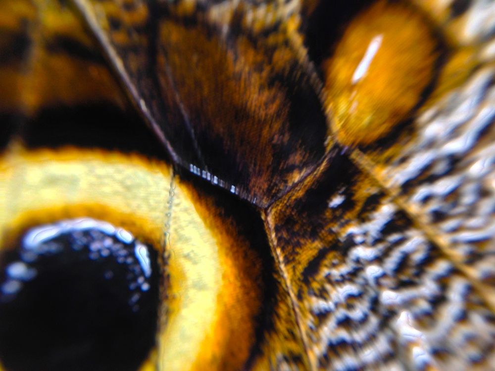 Butterfly Wing I art print by Grayscale for $57.95 CAD