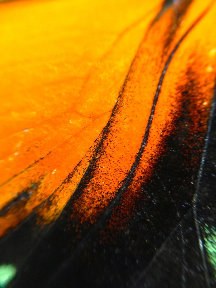 Butterfly Wing II art print by Grayscale for $57.95 CAD