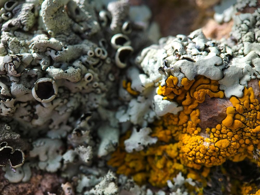 Lichen III art print by Grayscale for $57.95 CAD