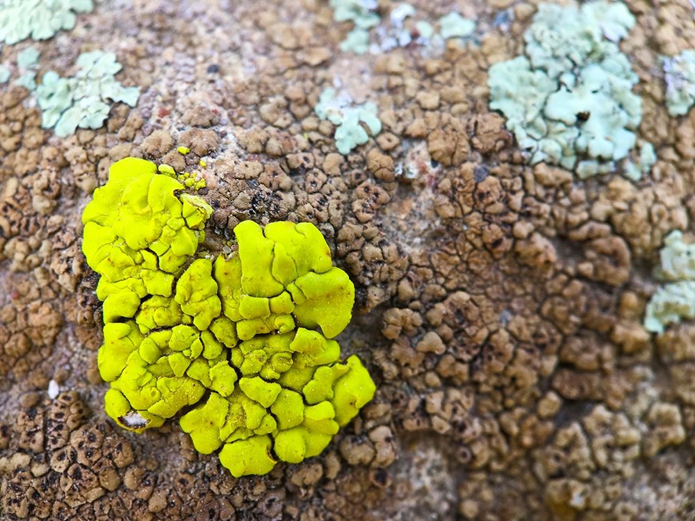 Lichen IV art print by Grayscale for $57.95 CAD