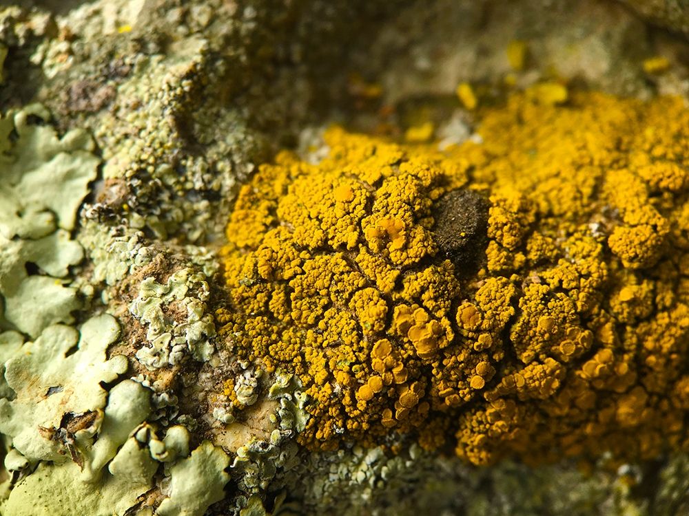 Lichen V art print by Grayscale for $57.95 CAD