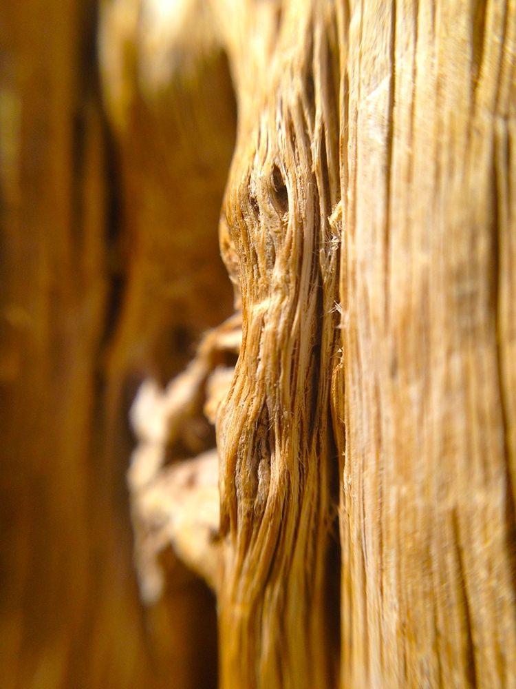Wood Fiber I art print by Grayscale for $57.95 CAD