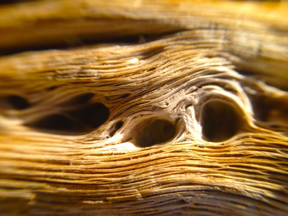 Wood Fiber II art print by Grayscale for $57.95 CAD