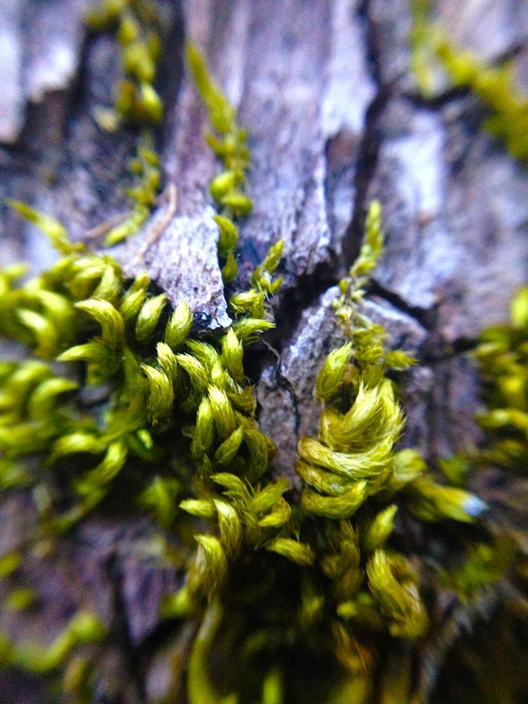 Bark Hair I art print by Grayscale for $57.95 CAD