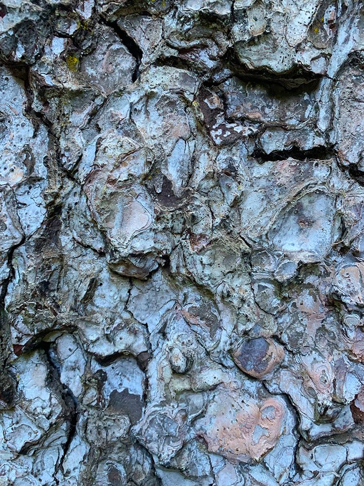Bark Scales II art print by Grayscale for $57.95 CAD