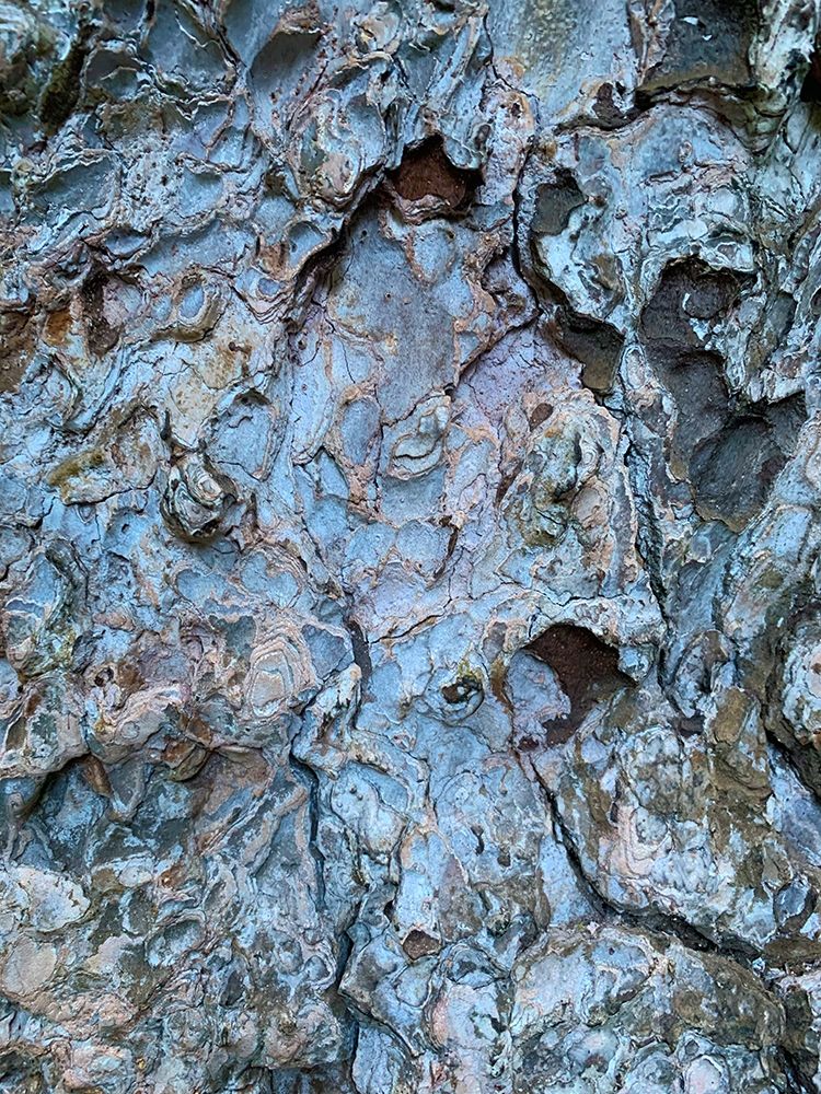 Bark Scales III art print by Grayscale for $57.95 CAD