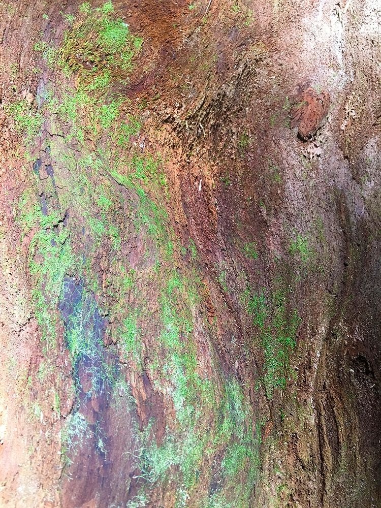 Bark and Moss III art print by Grayscale for $57.95 CAD