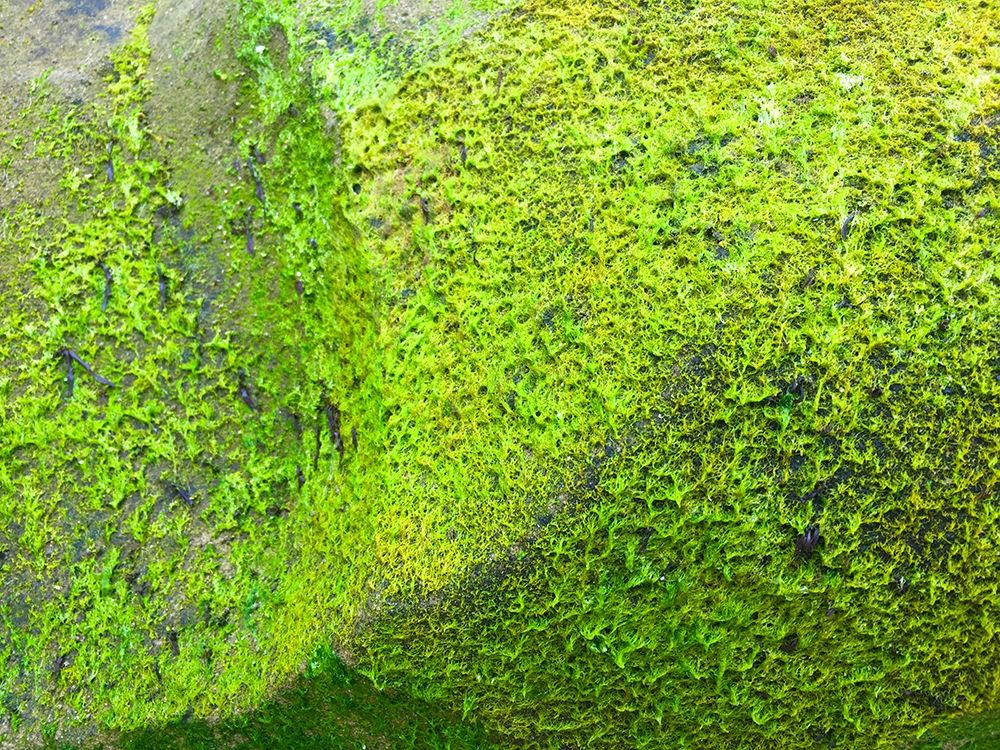 Green Moss I art print by Grayscale for $57.95 CAD