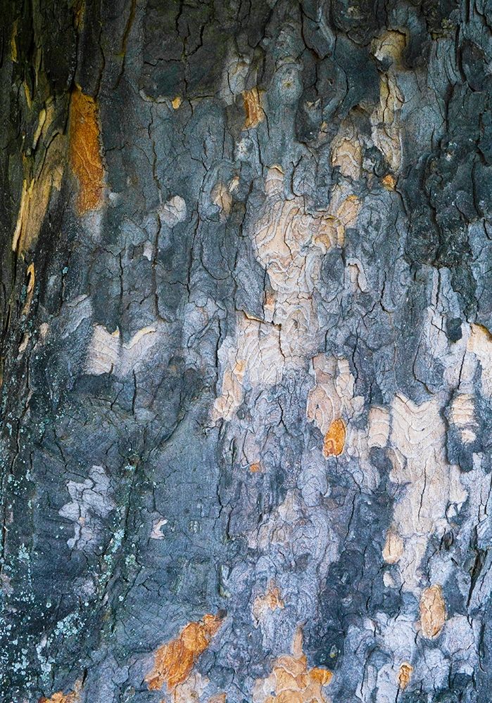 Bark Scales IV art print by Grayscale for $57.95 CAD