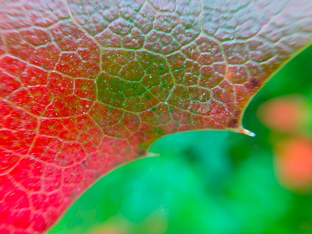 Red Leaf I art print by Grayscale for $57.95 CAD