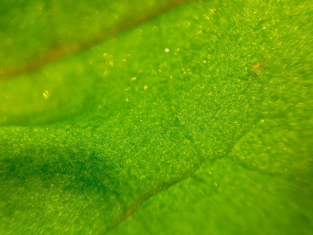 Green Leaf I art print by Grayscale for $57.95 CAD